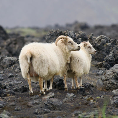 Islandia Gravel '27