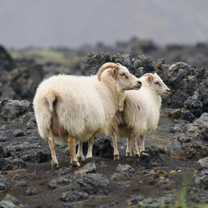 Islandia Gravel '27